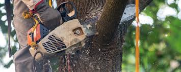 Why Choose Our Tree Removal Services in Munfordville, KY?