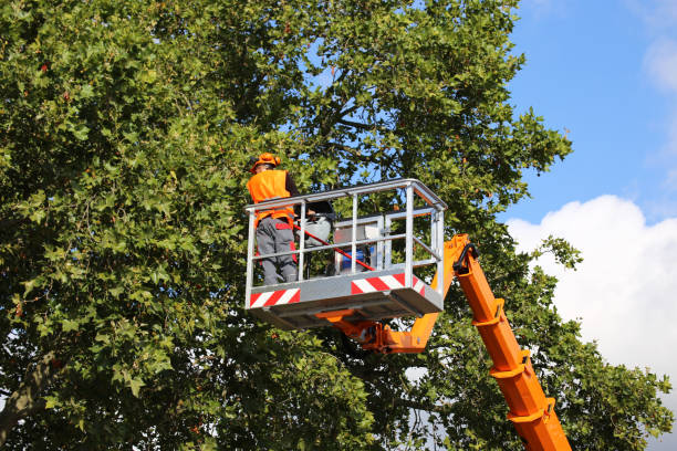 Best Tree Health Inspection  in Munfordville, KY