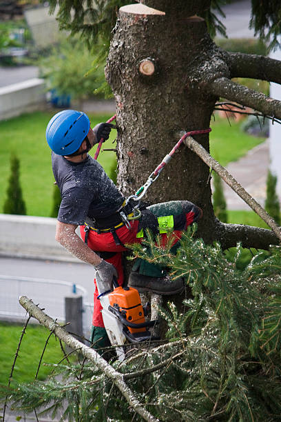 Best Commercial Tree Services  in Munfordville, KY