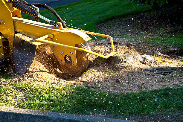 Best Tree Removal  in Munfordville, KY