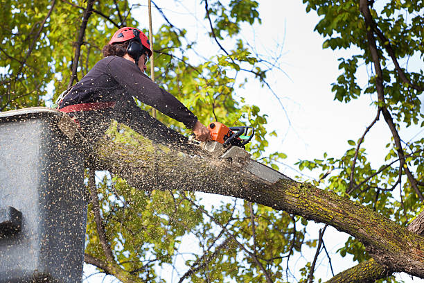 Best Tree Disease Treatment  in Munfordville, KY